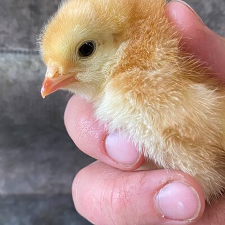 1.5 Hour Immersive Farm Experience in Adirondacks 2