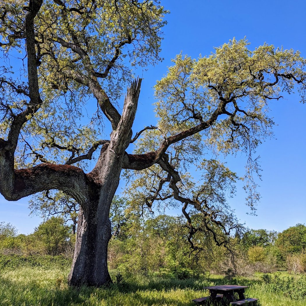 Laguna Wetlands Preserve 1