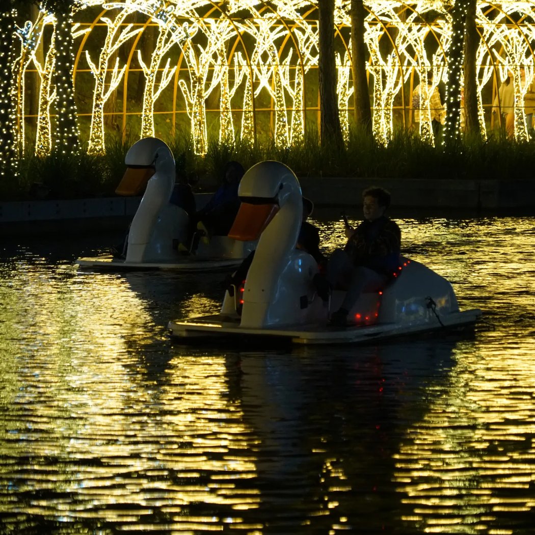 Starlight Swans 3