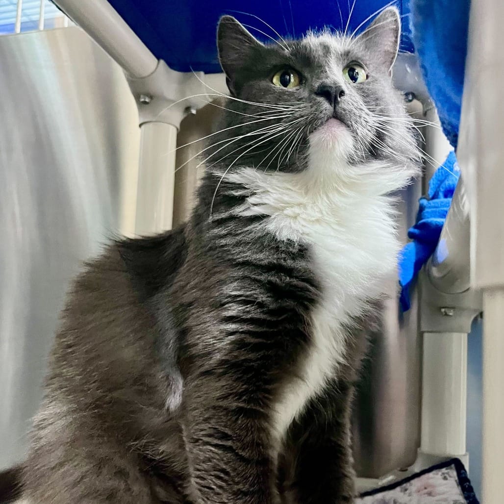 Mary S. Roberts Pet Adoption Center 1