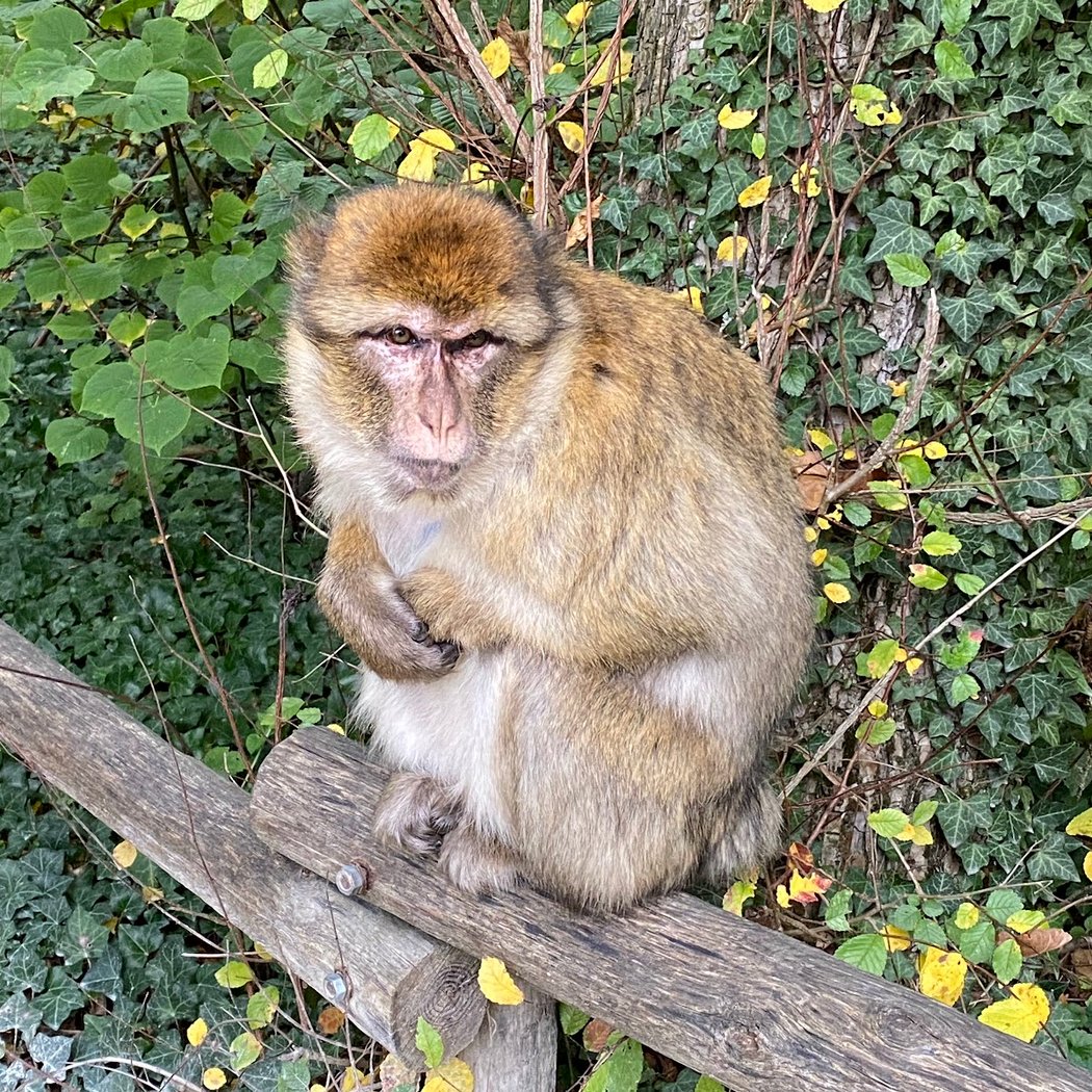 Land of Monkeys 1