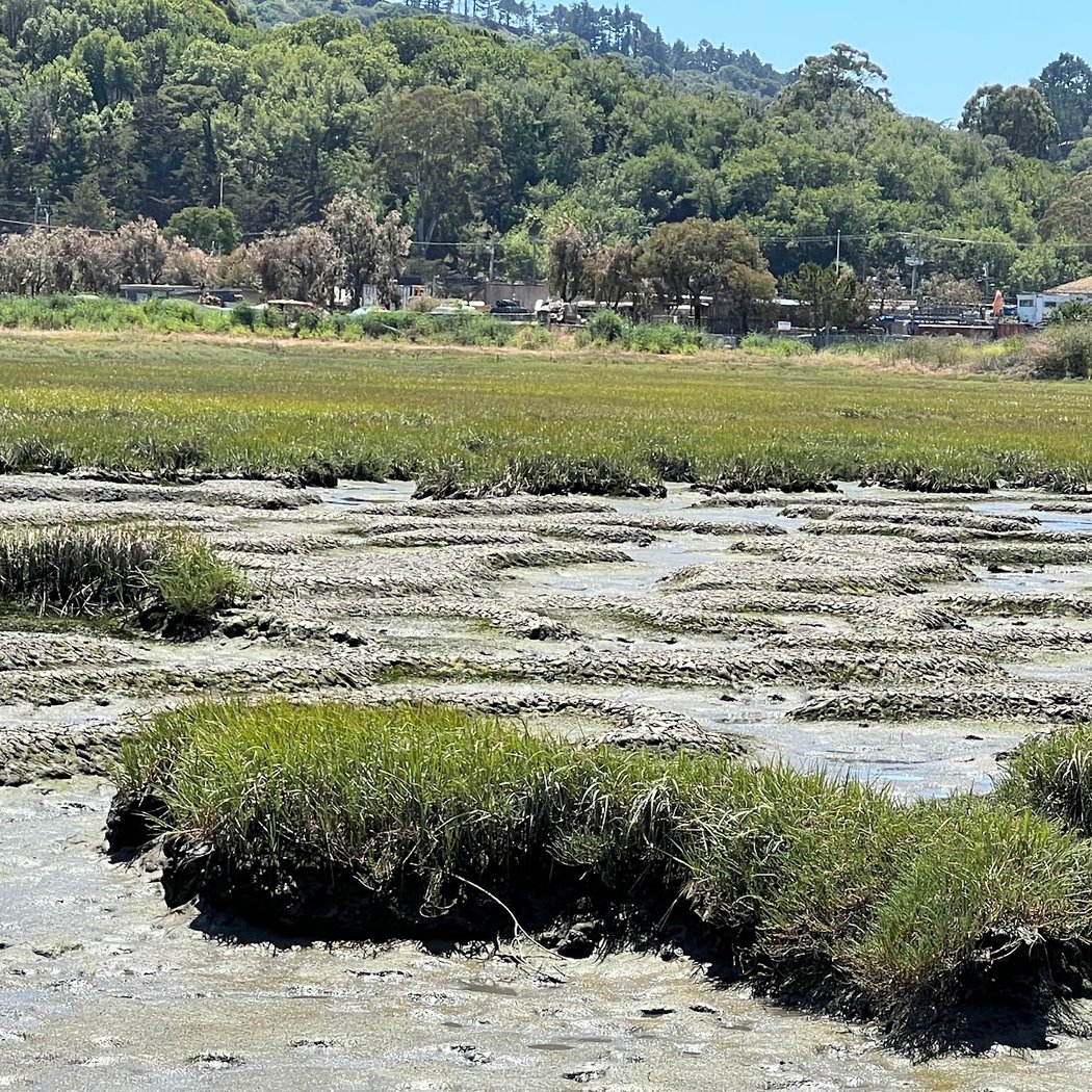 Bothin Marsh Preserve 3