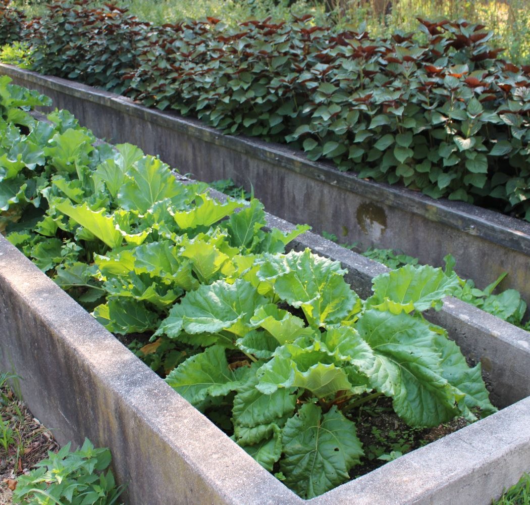 Garden to Table: Carrot and Crop Insulation 1