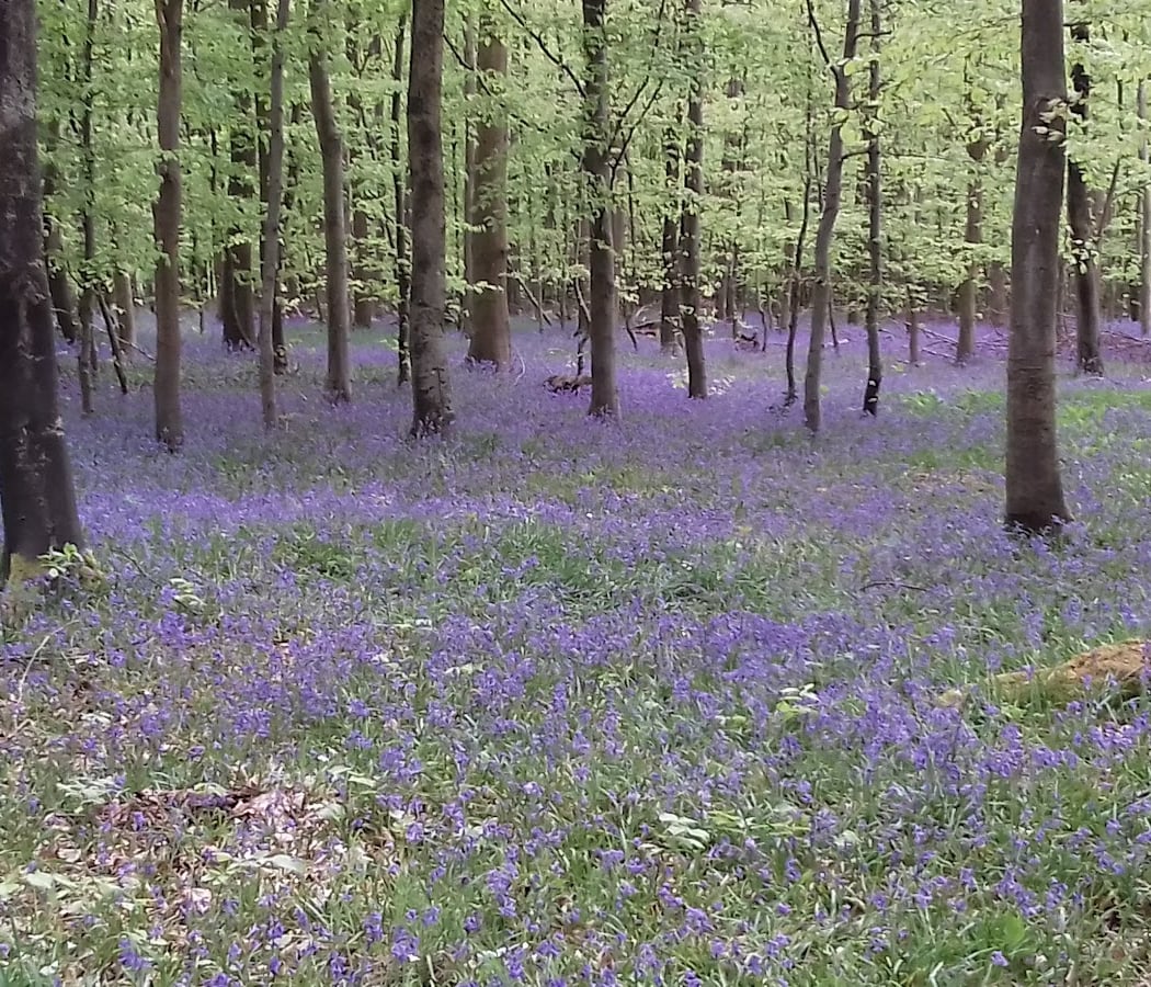 Eawy Forest 2