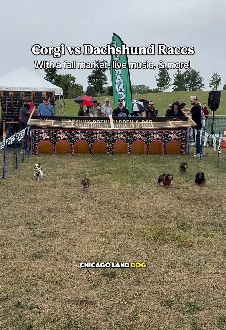 Corgi vs Dachshund Grand Prix