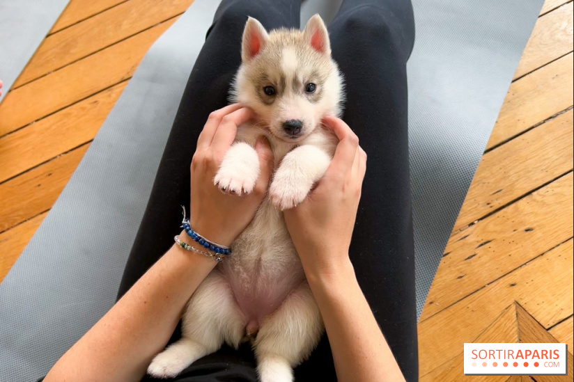 Yoga sessions with your dog 1