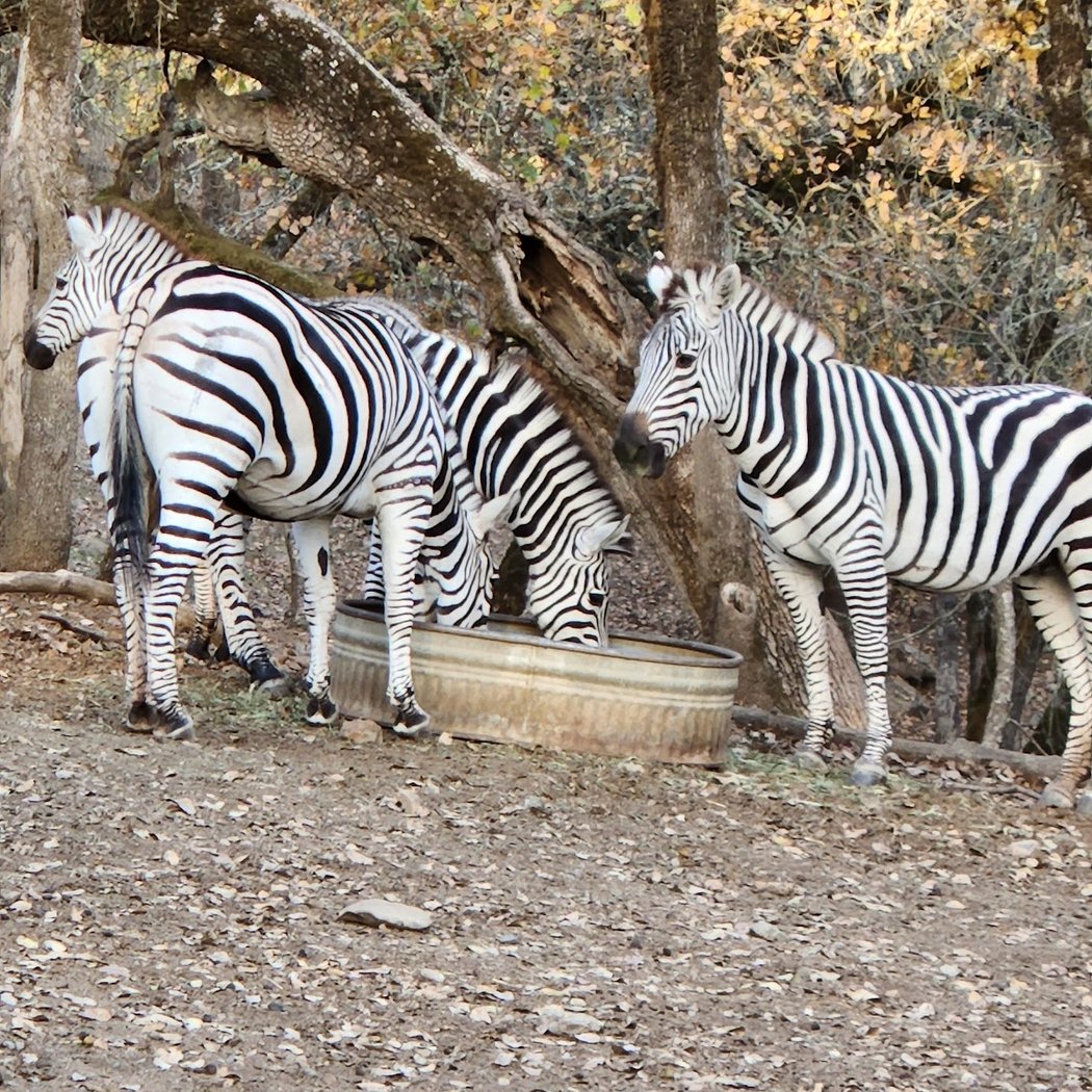 Wildlands Network - Safari West 3
