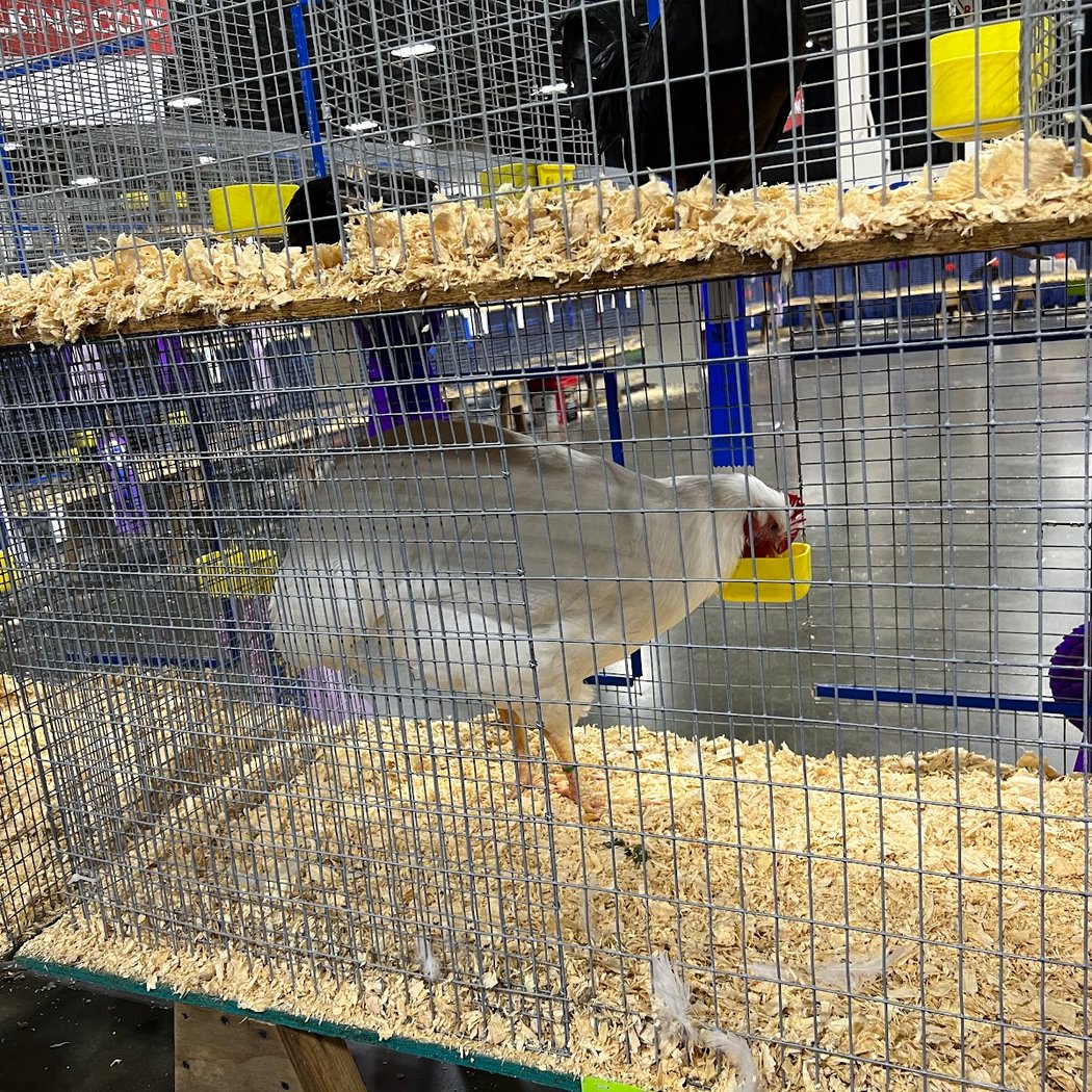 Michigan State Fair 3