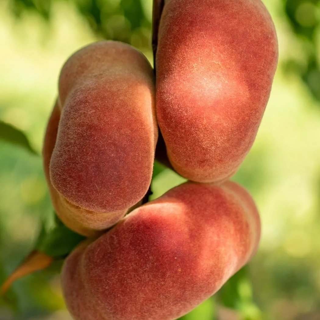 U-Pick Peaches Weekend 3