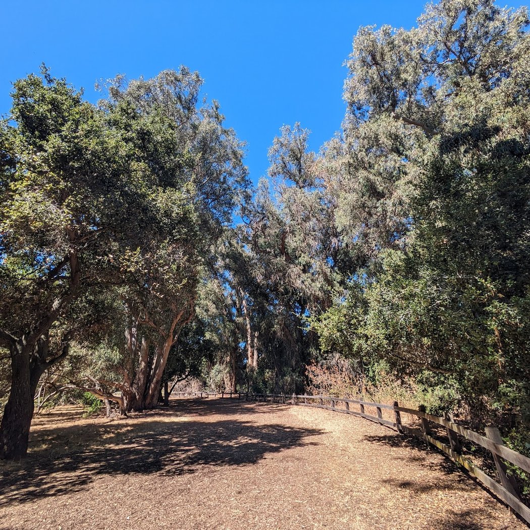 San Francisquito Creek Woodchip Trail 1