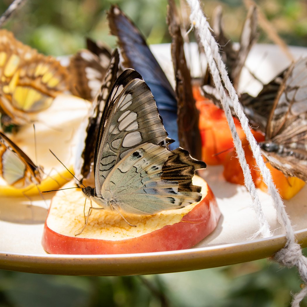 Flight: A Live Butterfly Experience 2