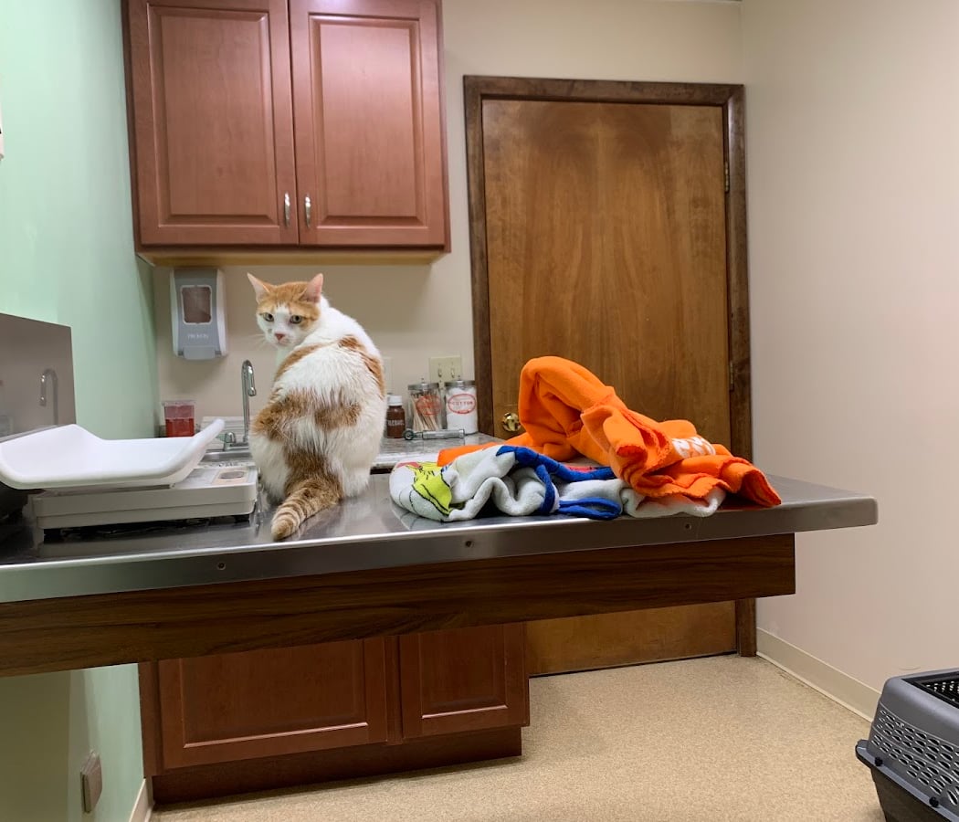 Community Animal Care 2