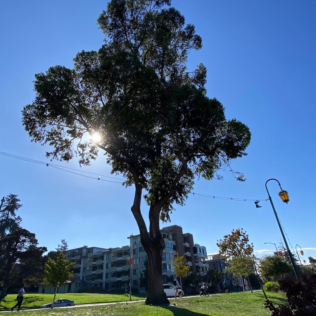 Big Tree 2