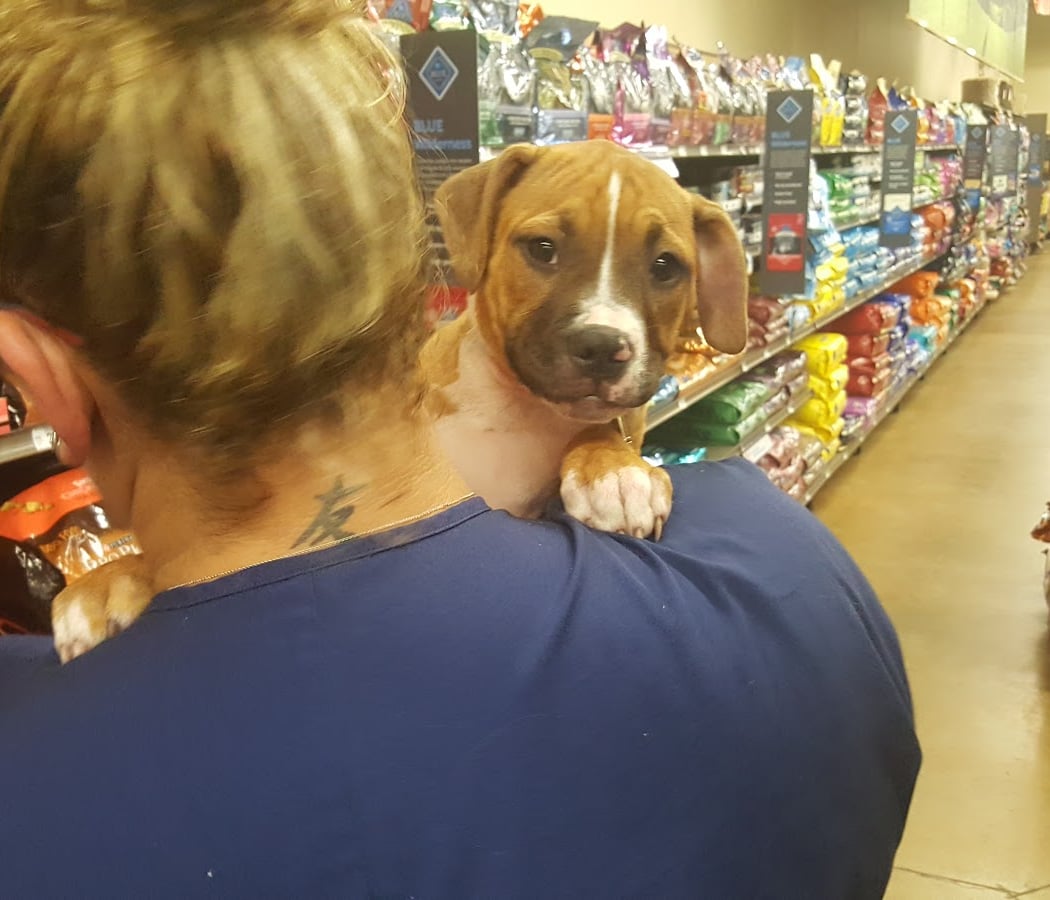 Mobile Adoption Event 1