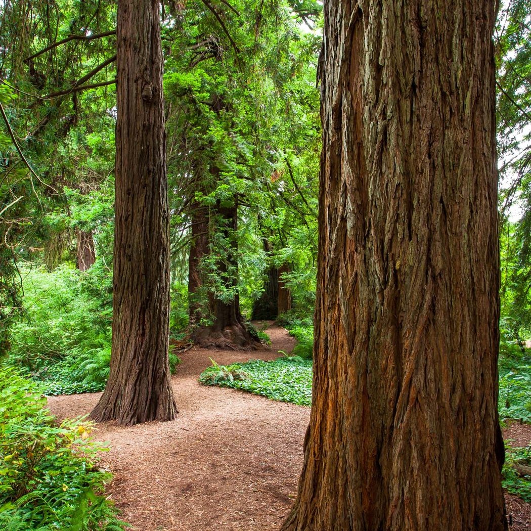 January Forest Bathing 1