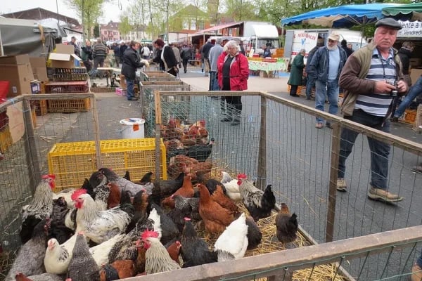 Market Louhans 1