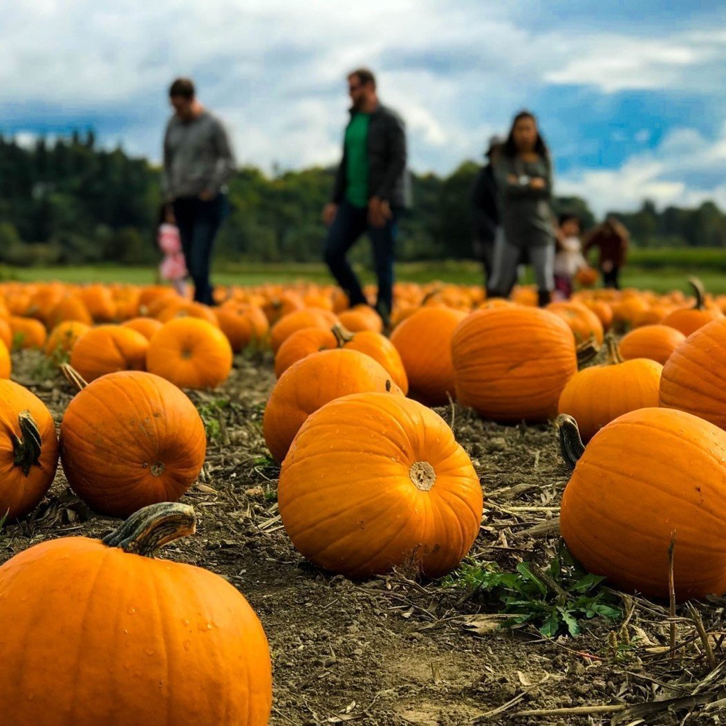 Pumpkin Picking Experience 2