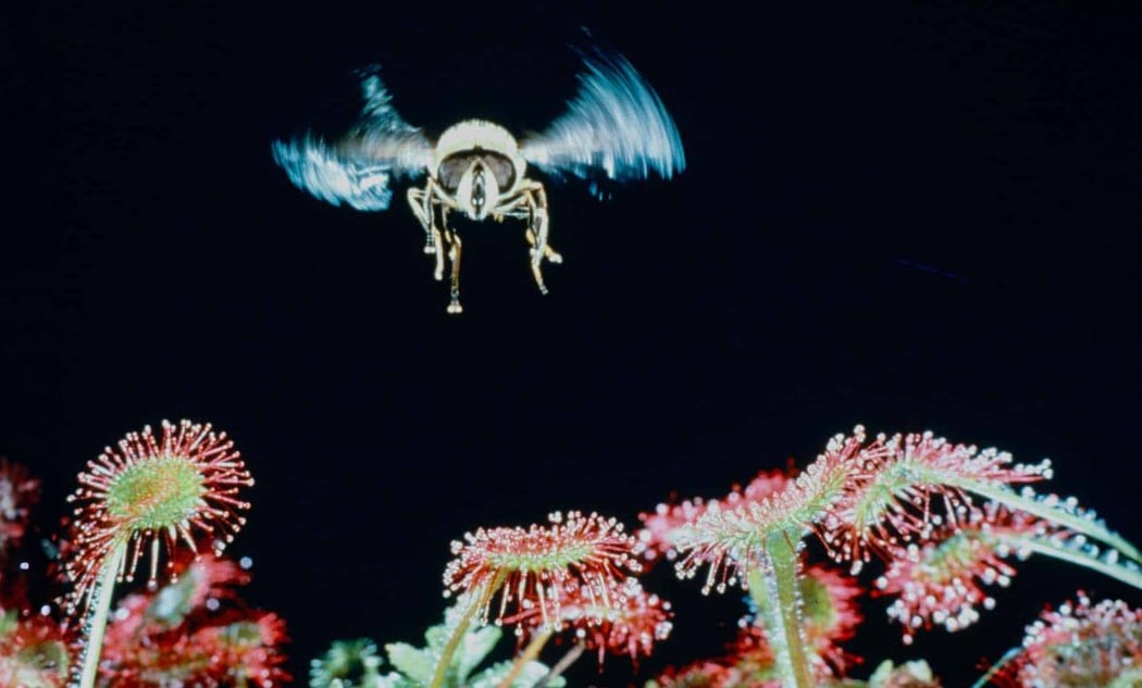Microcosmos – Le Peuple de l’herbe 1