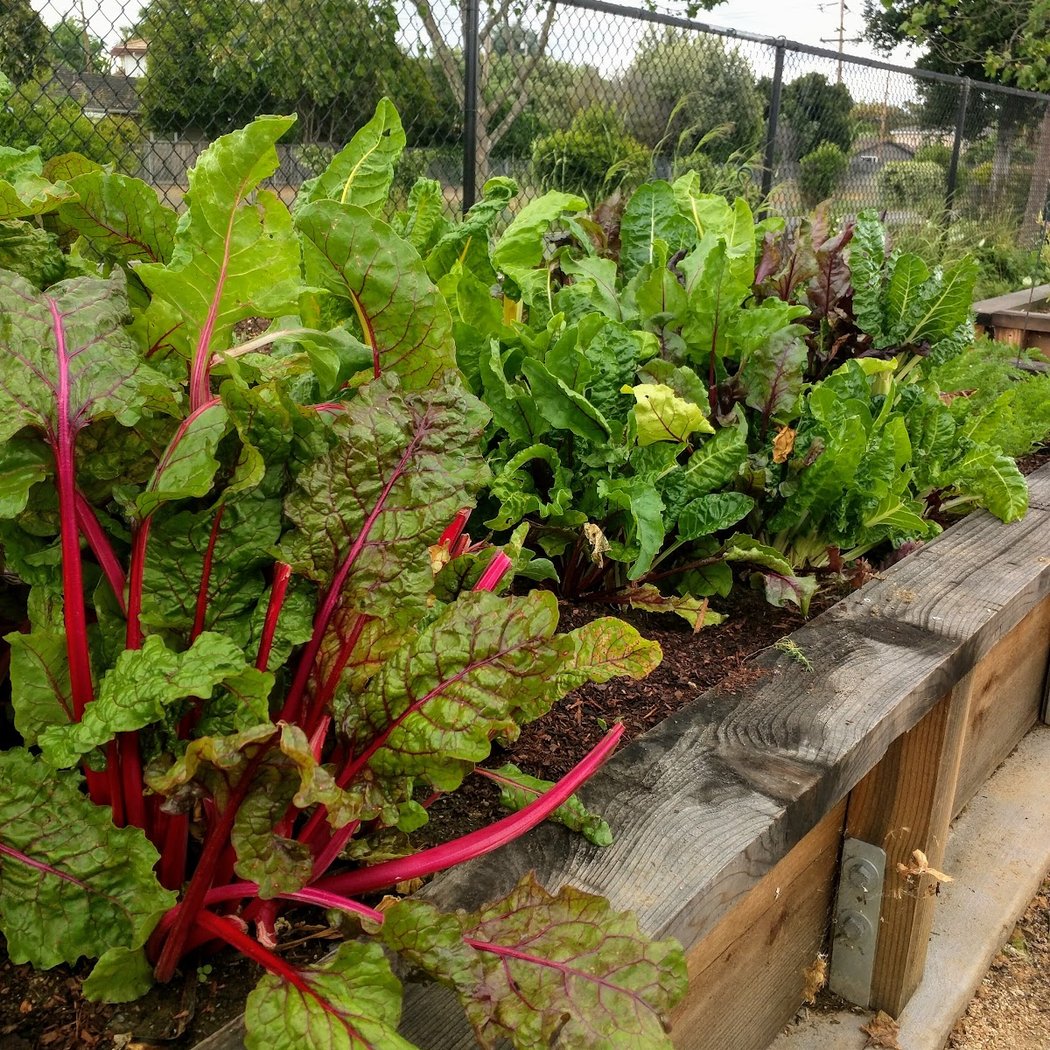 San Tomas & Monroe Neighborhood Park and Community Garden 1