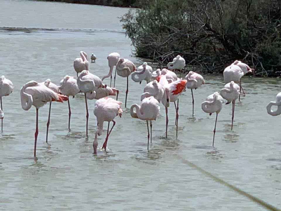 Ornithological Park of Pont de Gau 3