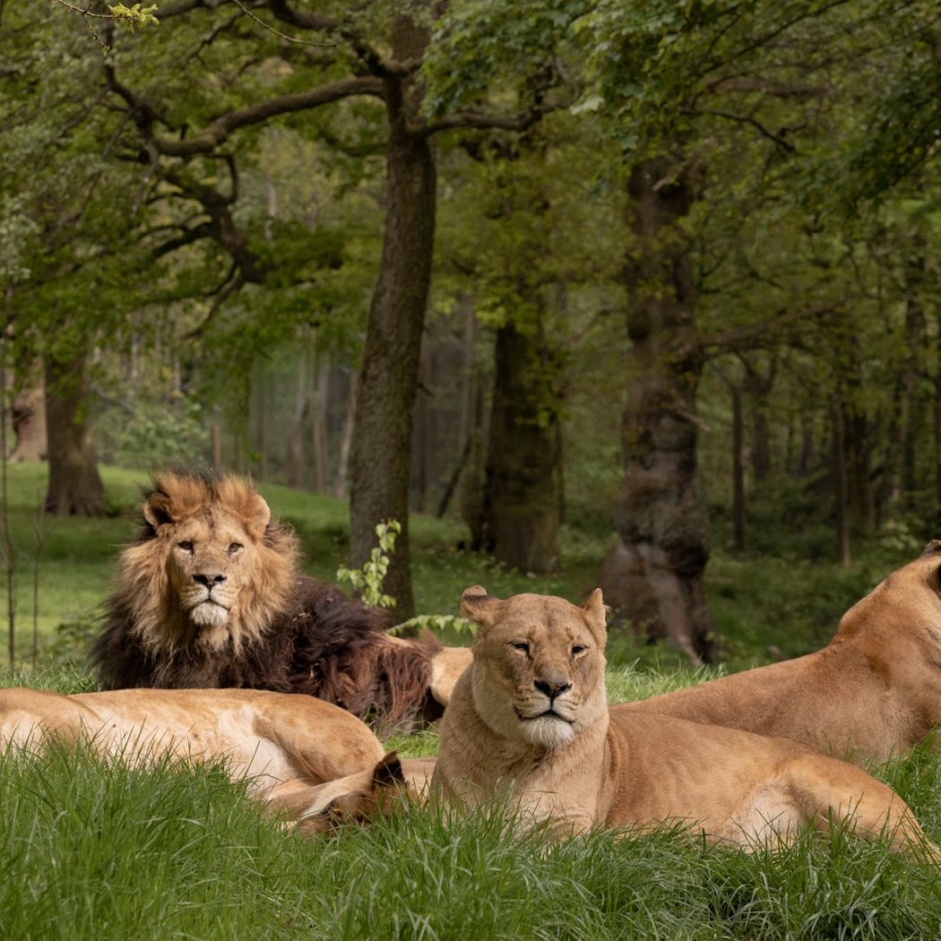 Knowsley Safari 1