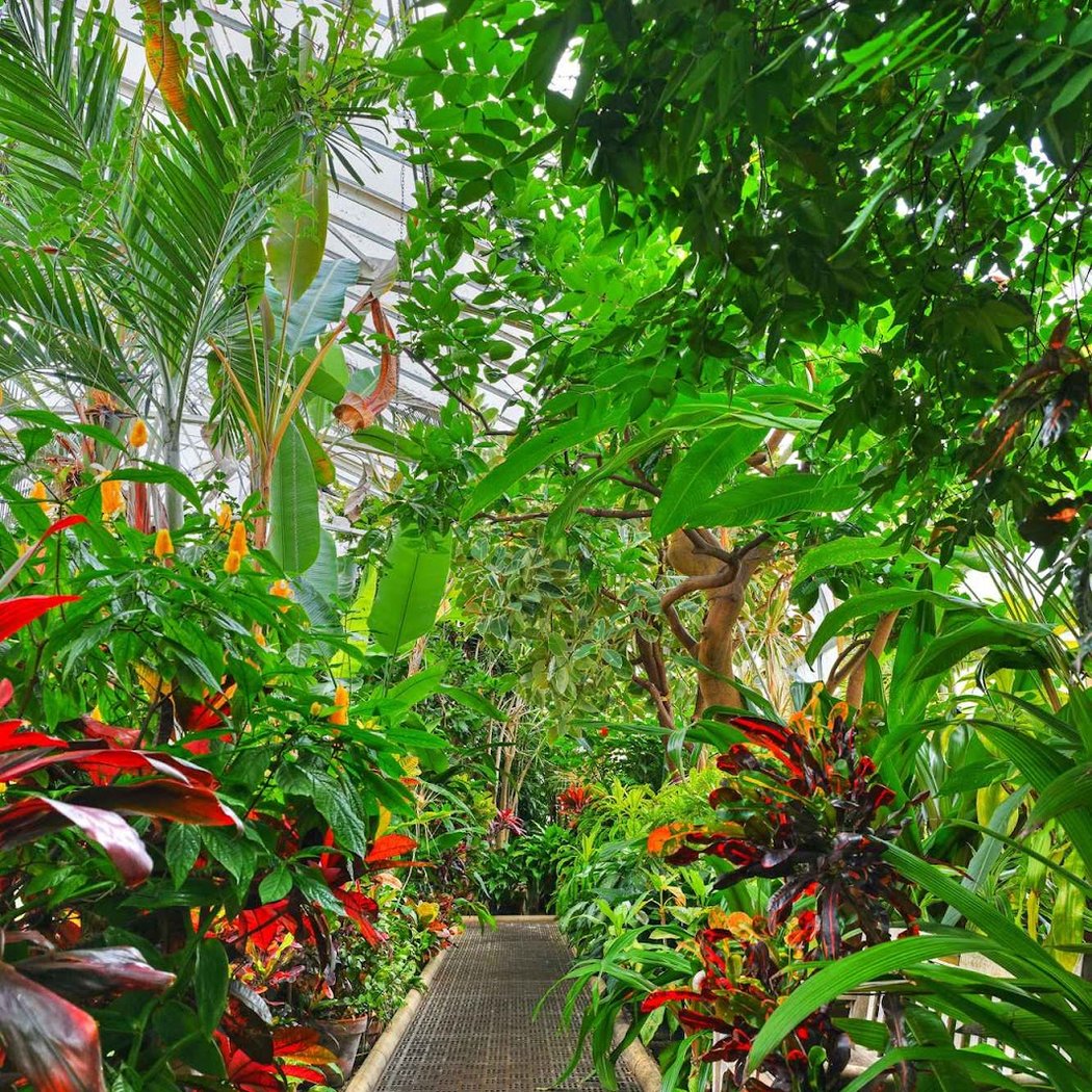 Main Greenhouse / Hibiscus House, Planting Fields Arboretum 3