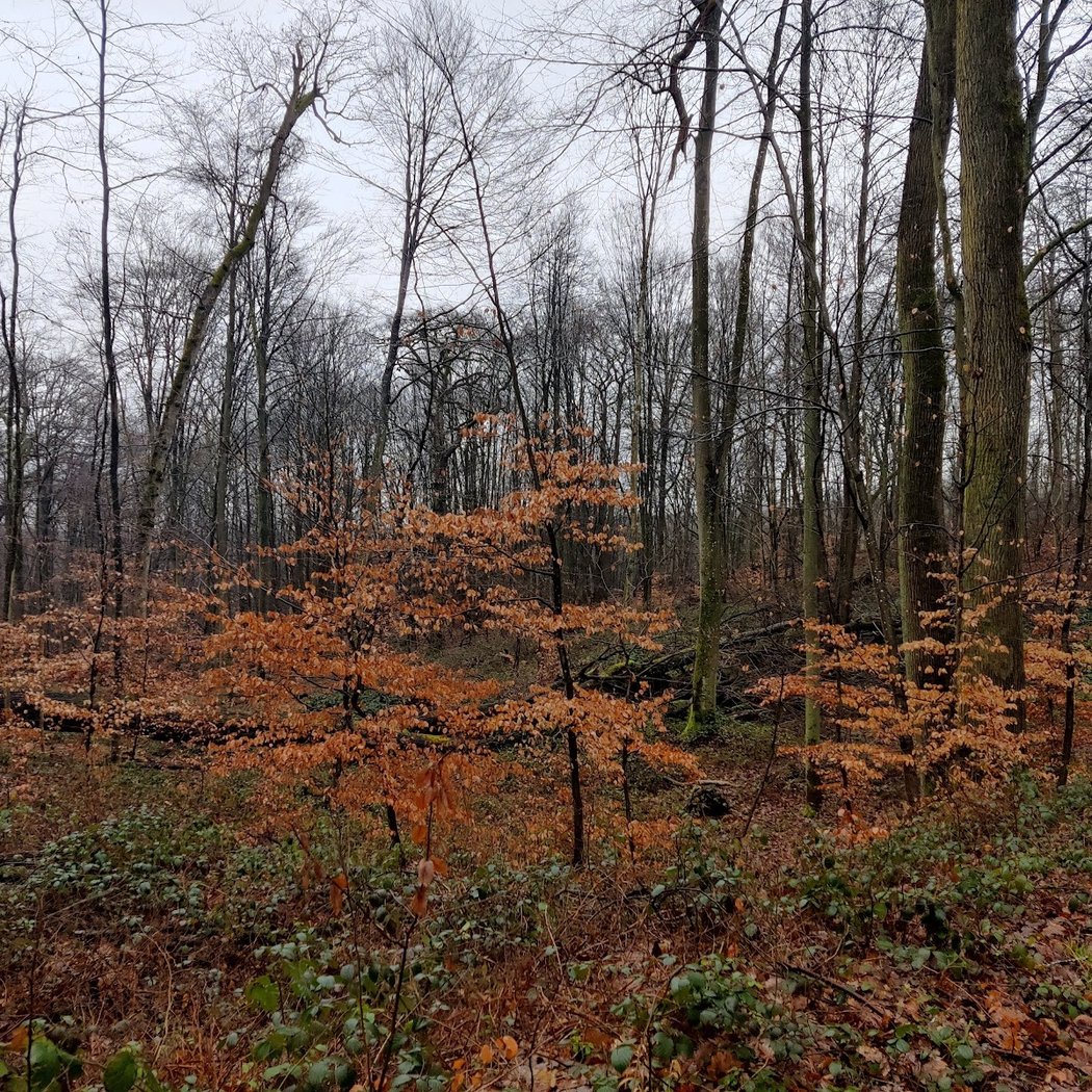 Forêt Domaniale de Marly-le-Roi 3