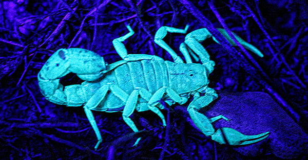 Scorpion Safari 1