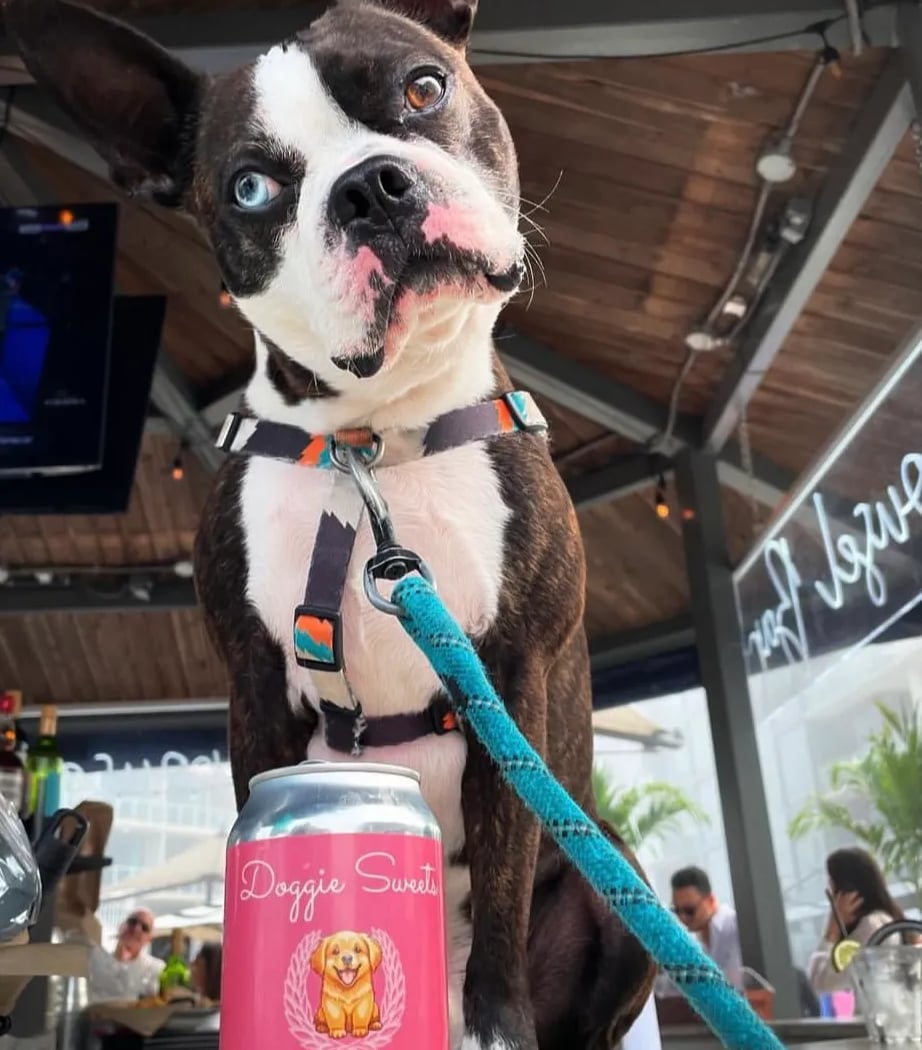 Yappy Hour - Terrier 1
