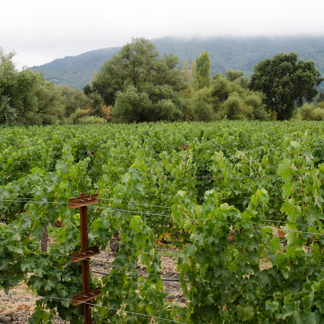 Saint Helena Winery 2