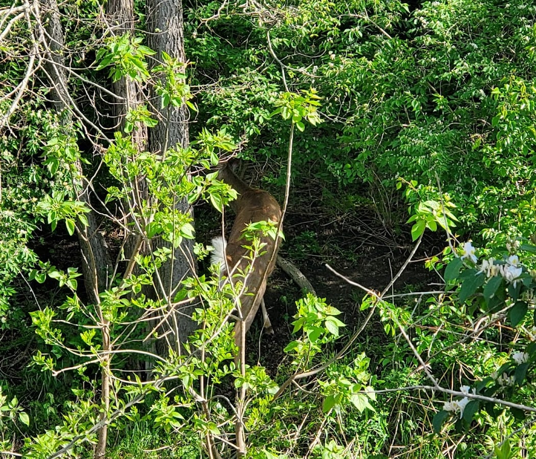 Walk With Wildlife 1