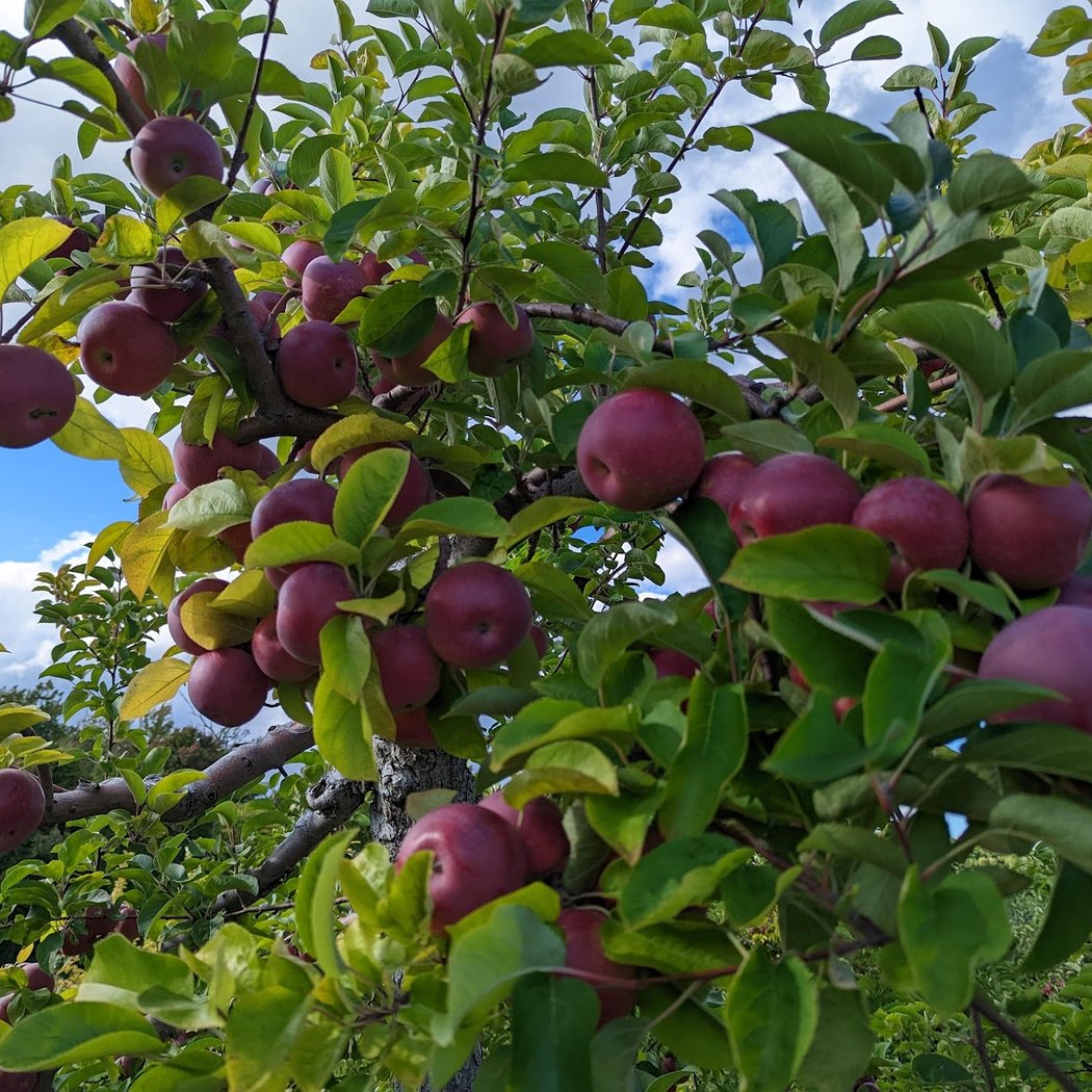 Apple Picking at Carlson Orchards 3