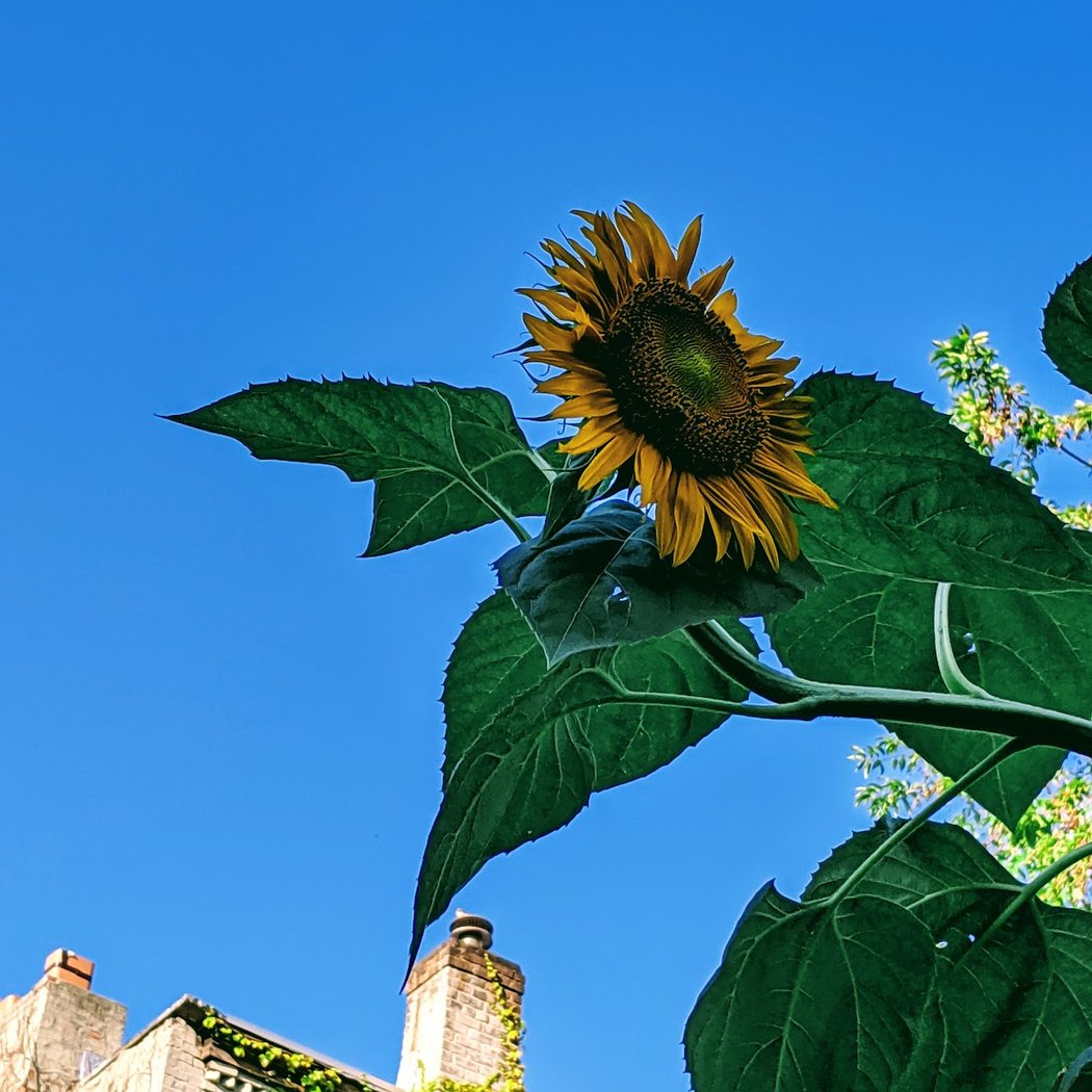 Prospect Heights Community Farm 1