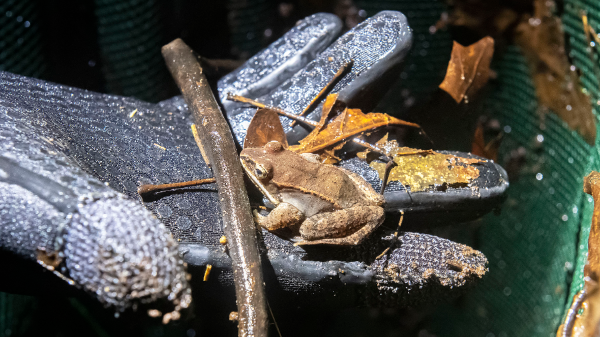 Story Time – Fun With Frogs 1