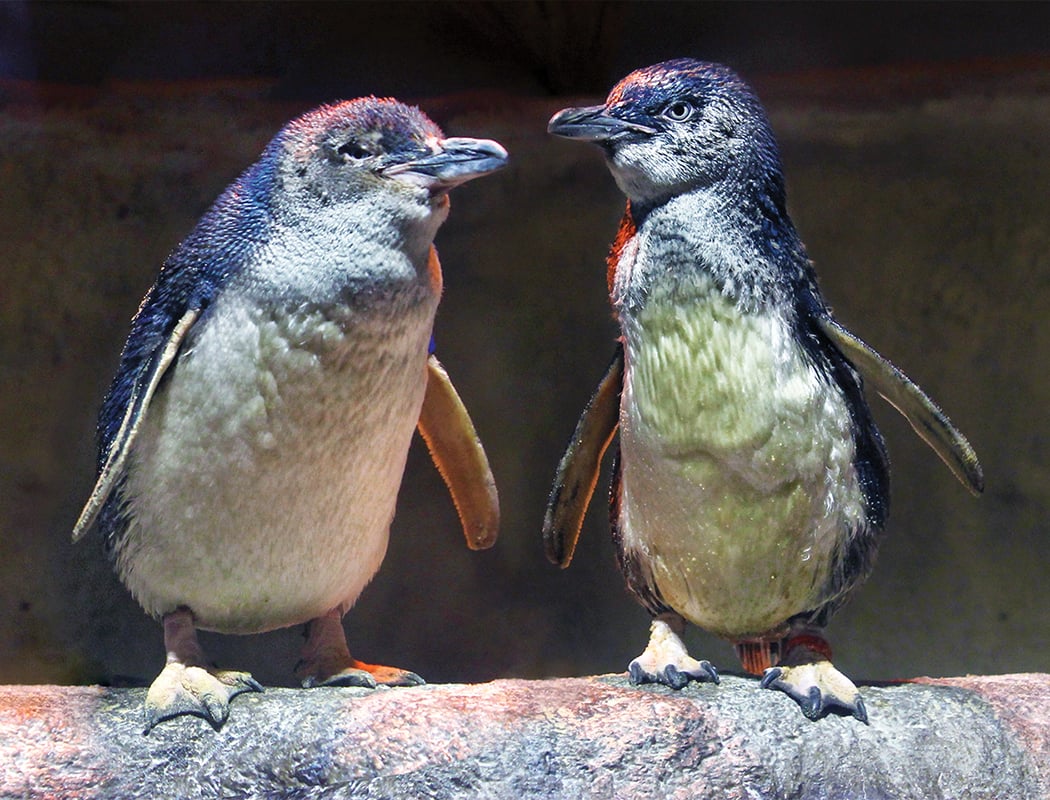Adventure Aquarium 2