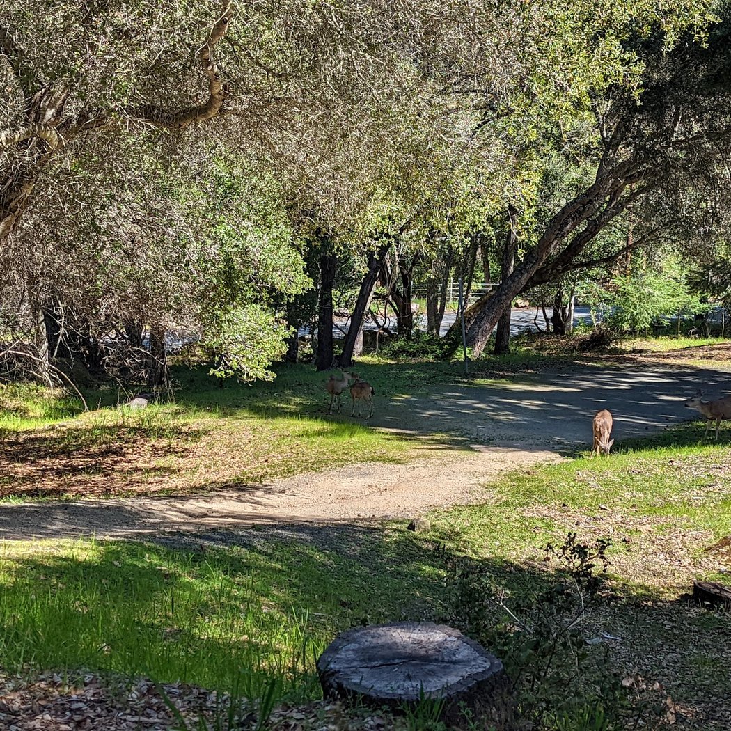 Sequoia Peterson Grove 1
