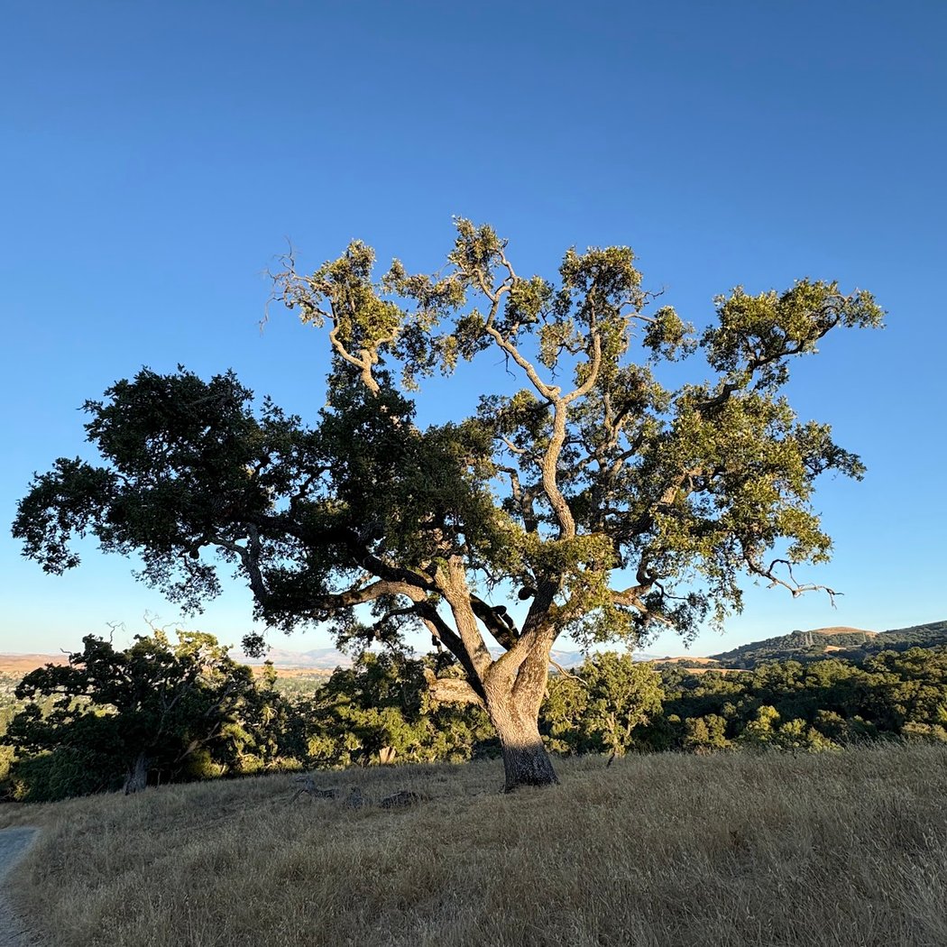 Bishop Ranch Regional Open Space 1