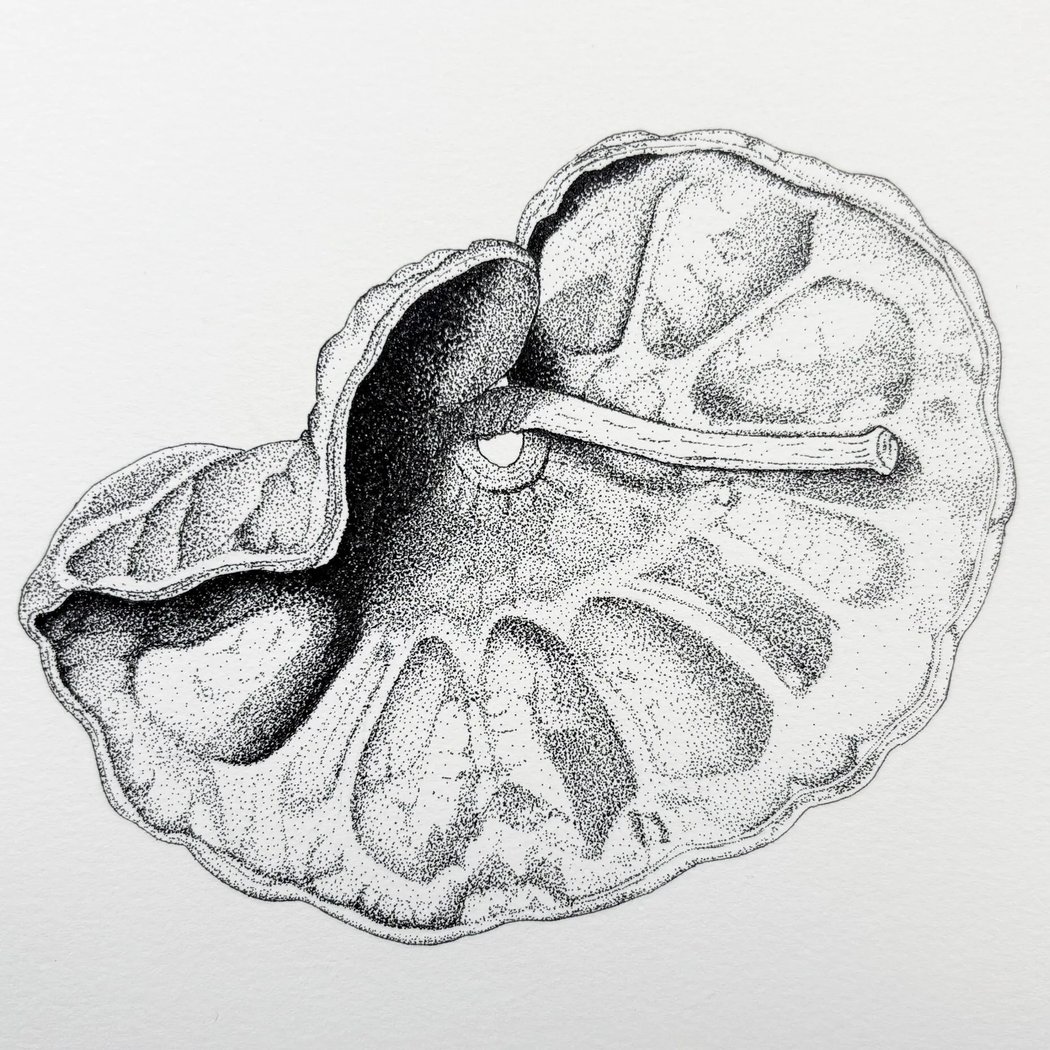 Art Under the Bridge: Stippling Seeds 1