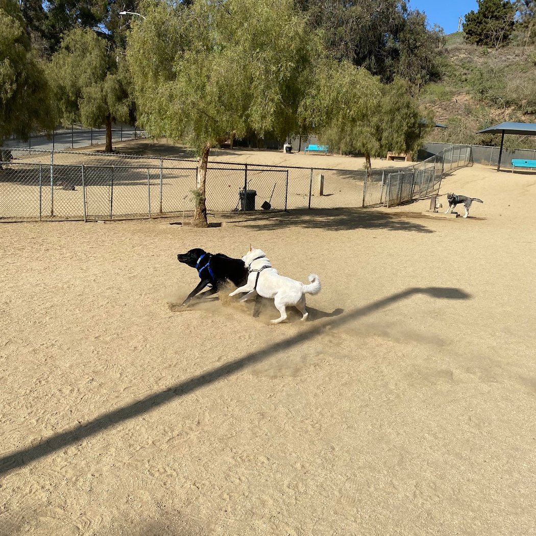 Boneyard Dog Park 1