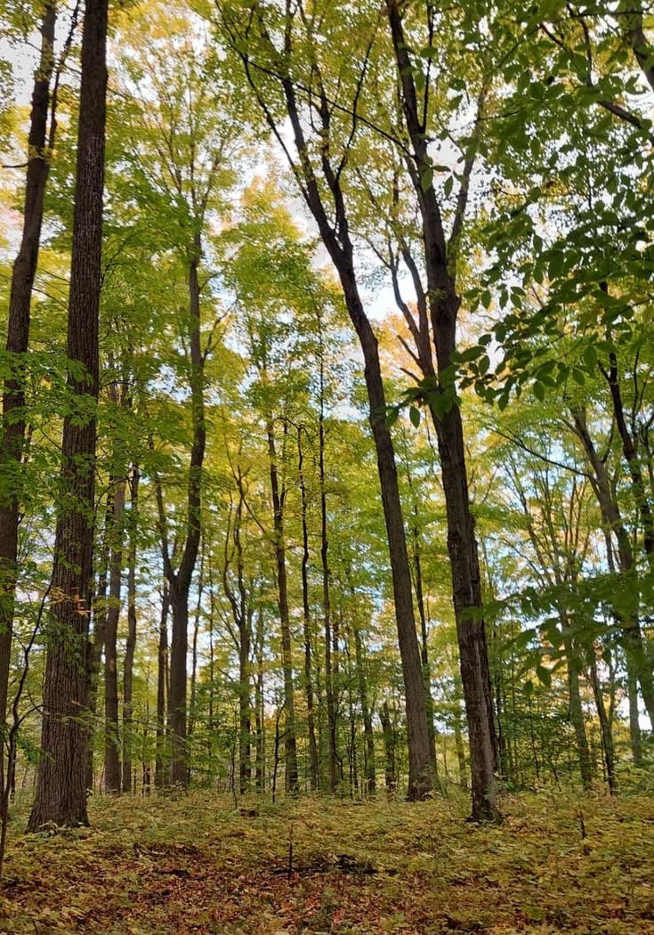 Urban Wild Trackers: Leatherbee Woods 2