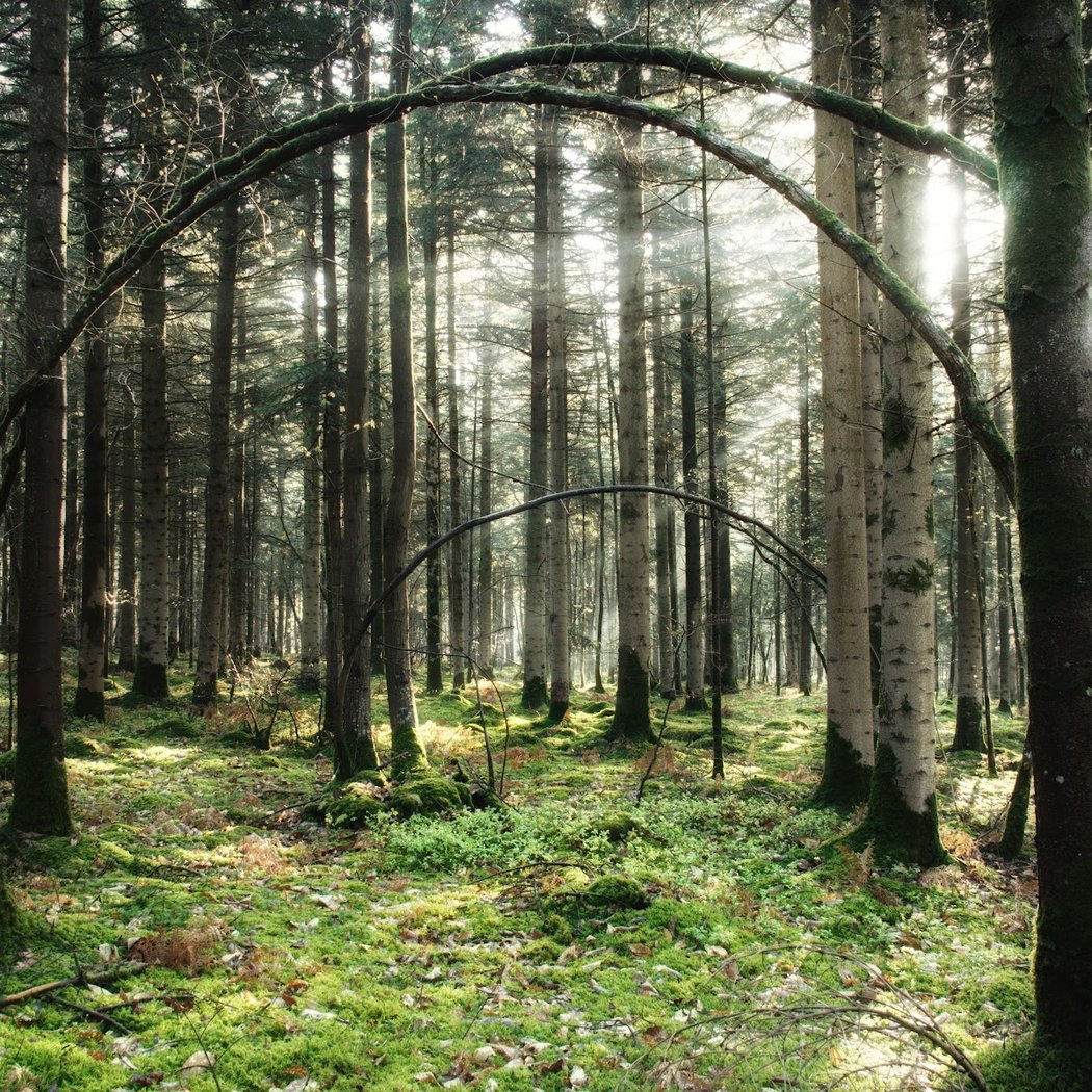 Forêt Domaniale de la Petite Charnie 1