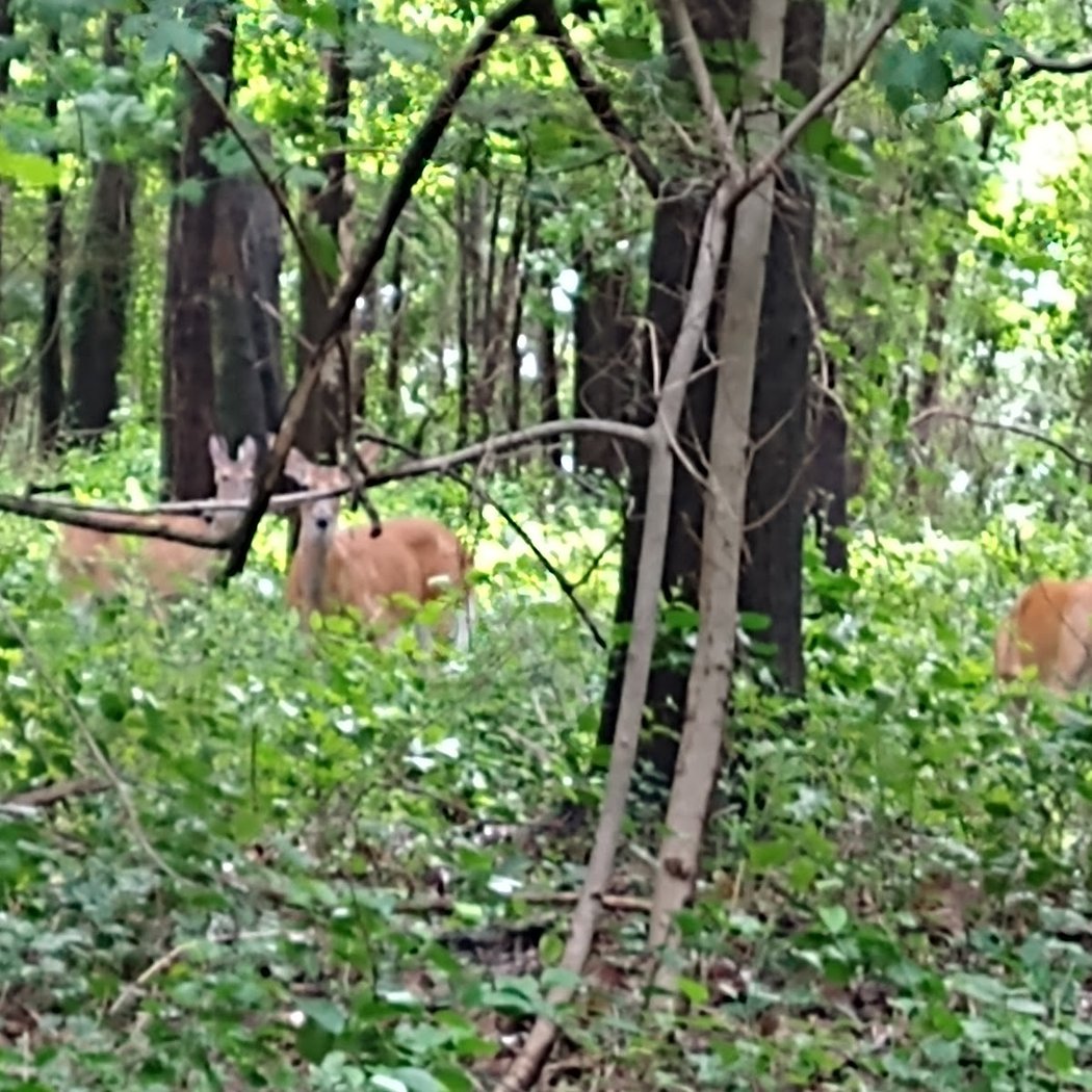 Jones Woods Park 3