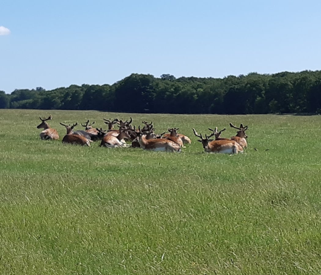 Sth - servicehunde til Handicappede Dog-A-Thon 4