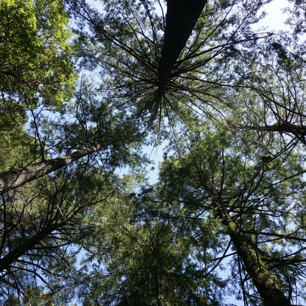 Sanborn Trail 1