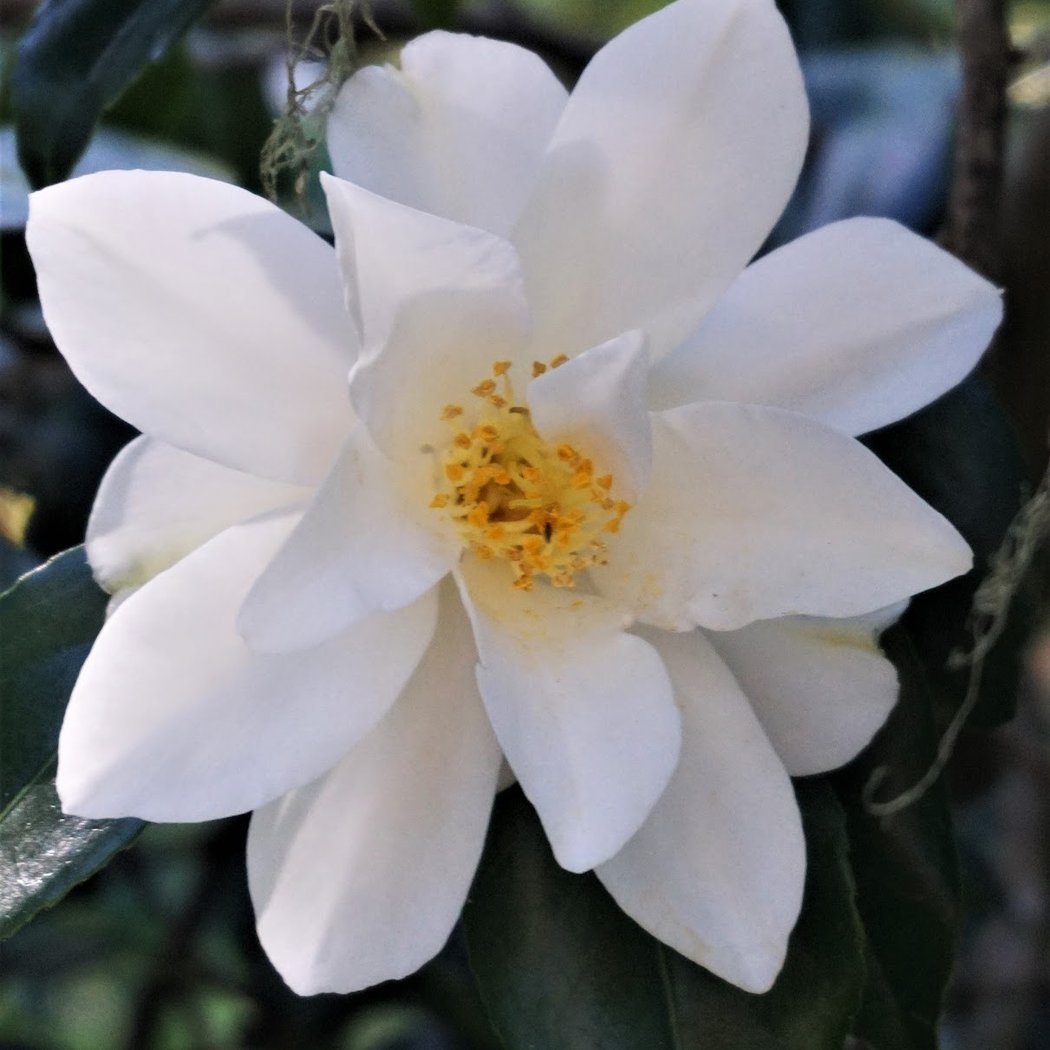 Camellia Garden 1