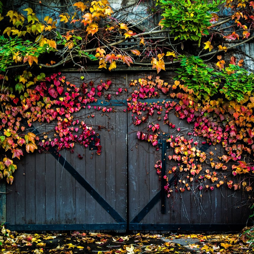 Harvest Reverie 1
