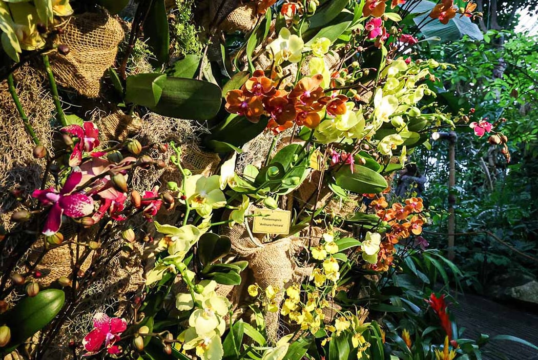 Mille & une Orchidées 2