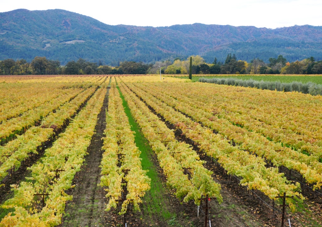 Round Pond Estate Winery 3