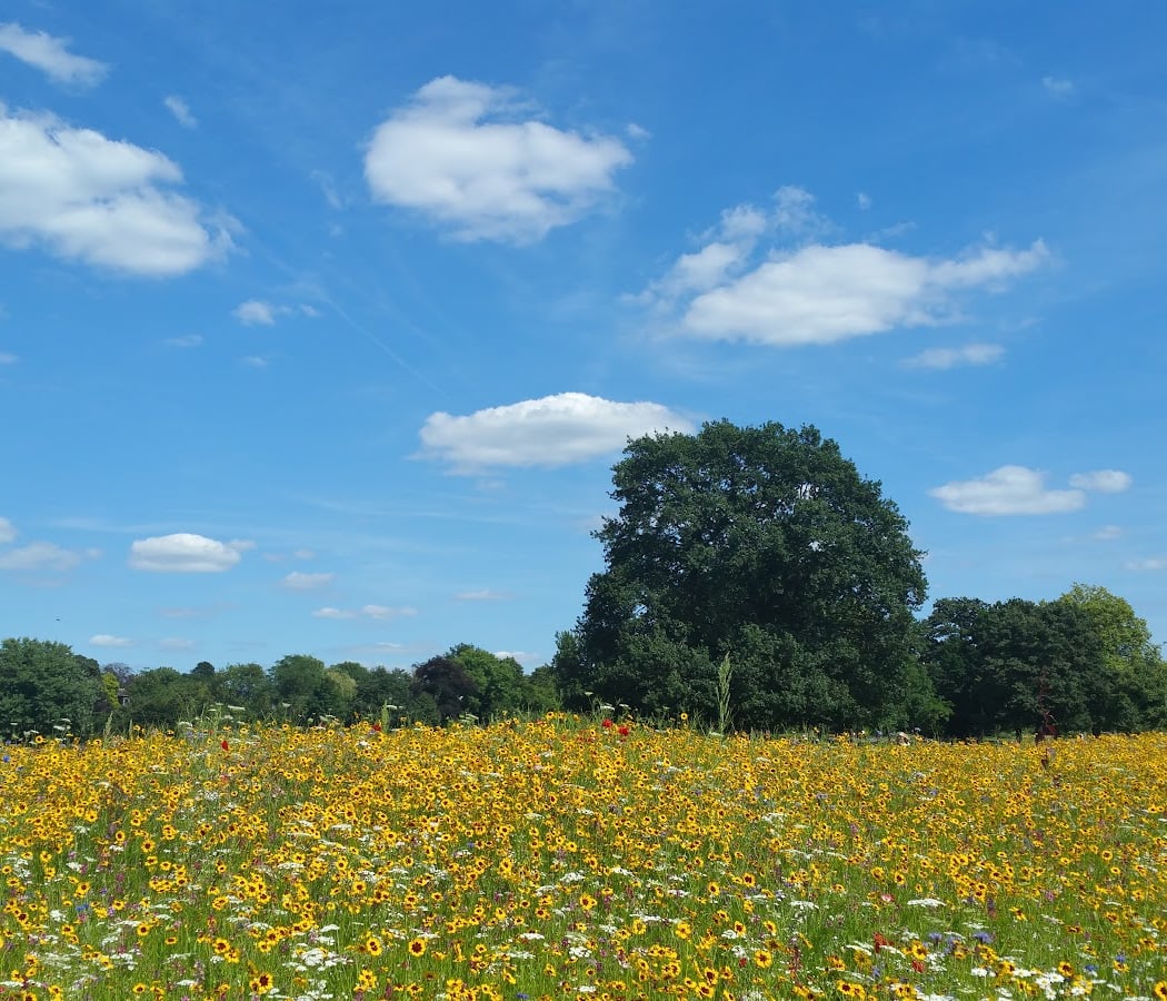 Dulwich Park 5