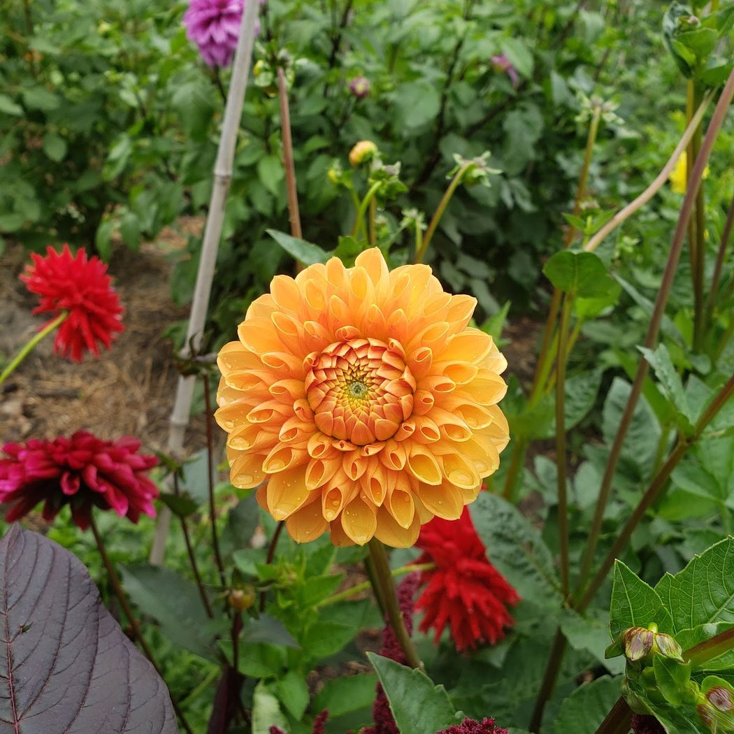 Dahlia Fest 2026 4